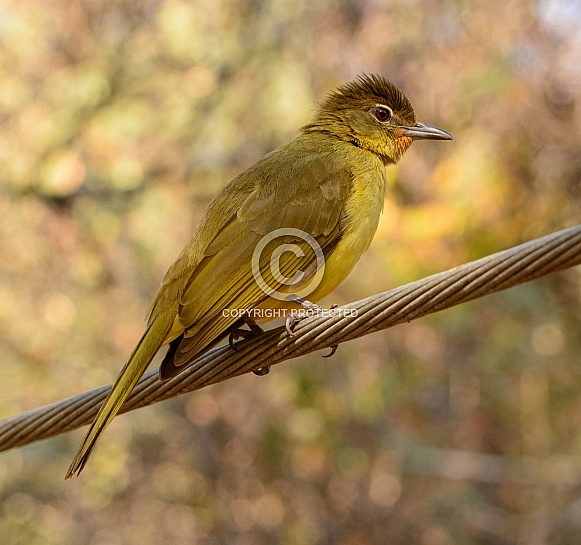 Yellow-bellied Greenbul Yellow-bellied Greenbul