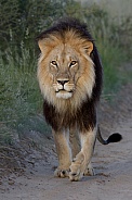 Kgalagadi Male Lion