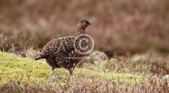 Red Grouse Female