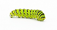 Papilio polyxenes - the black, American, or parsnip swallowtail butterfly caterpillar isolated on white background side profile view