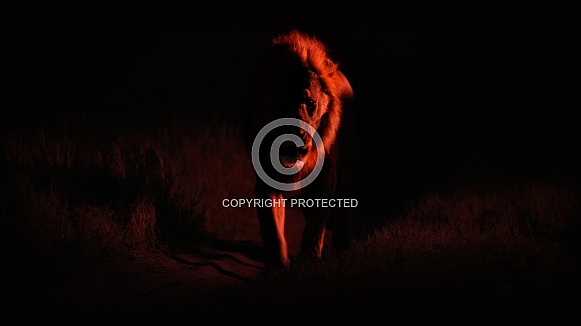 African lion portrait