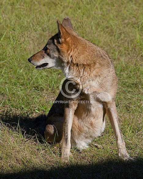 Red Wolf