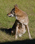 Red Wolf