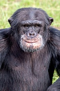 Chimpanzee (Pan troglodytes)