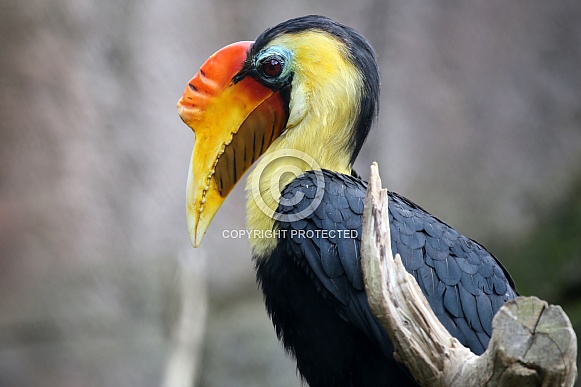 Sunda wrinkled hornbill (Rhabdotorrhinus corrugatus)