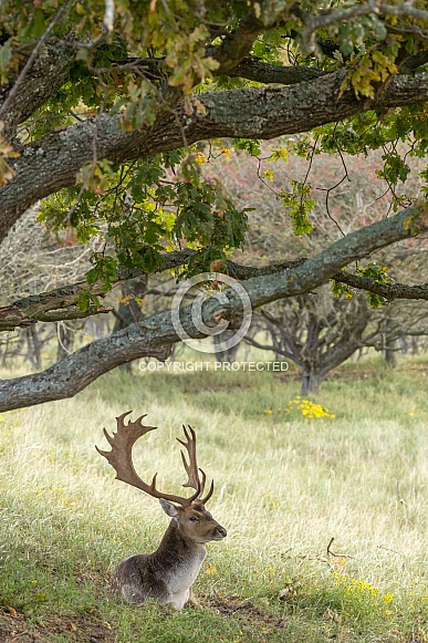 Fallow Deer Fallow Deer