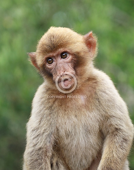 Barbary macaque