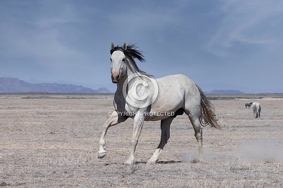 Wild Horse— Onaqui Mountains, Utah Wild Horse— Onaqui Mountains, Utah