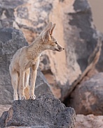 Kit Fox, Vulpes macrotis