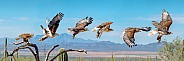 Ferruginous Hawk Flight Sequence  (Buteo regalis)