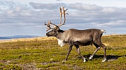 The reindeer or caribou (Rangifer tarandus)