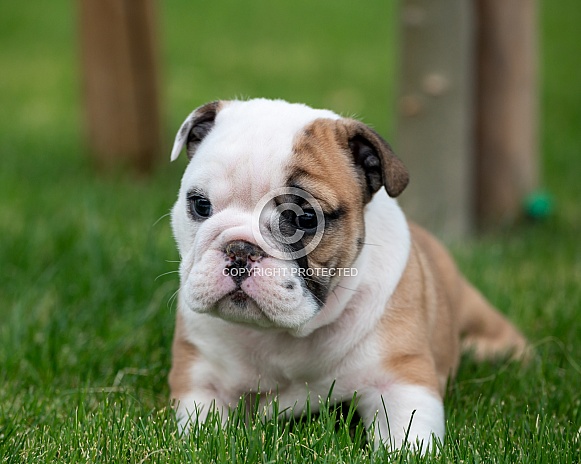 Bulldog puppy playing in the grass