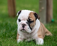 Bulldog puppy playing in the grass