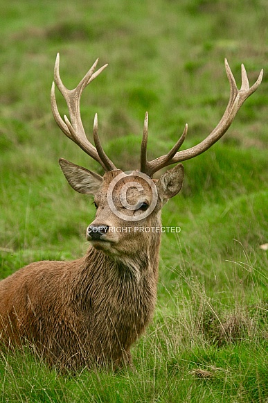 Red deer stag