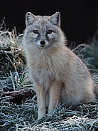 Corsac fox