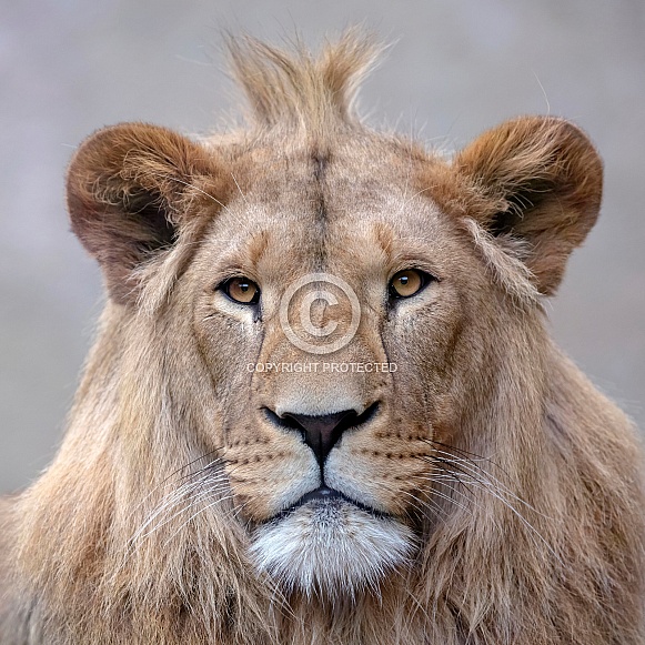 Lion (panthera leo)