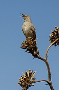 Curve-billed Thrasher perched in an Agave