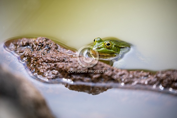Pool frog (Pelophylax lessonae) Pool frog (Pelophylax lessonae)