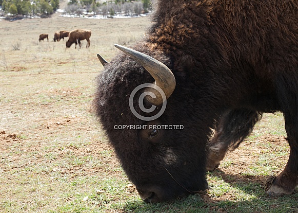Bison, Bovidae Bison, Bovidae