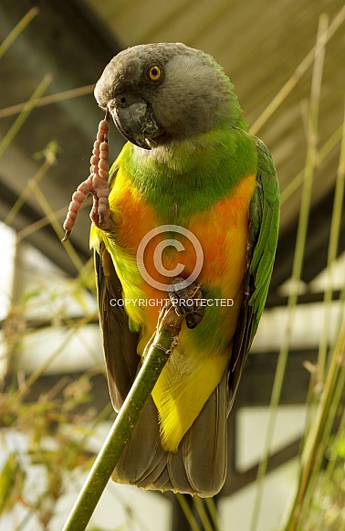 Senegal Parrot