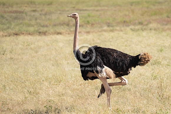 Male ostrich on the grassy pains Male ostrich on the grassy pains