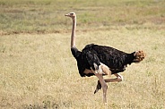 Male ostrich on the grassy pains