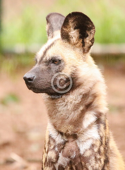 African Wild Dog African Wild Dog