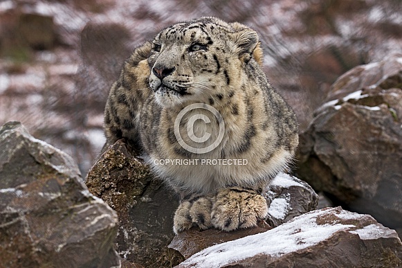 Snow Leopard Crouched on Snowy Rocks