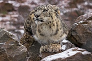 Snow Leopard Crouched on Snowy Rocks