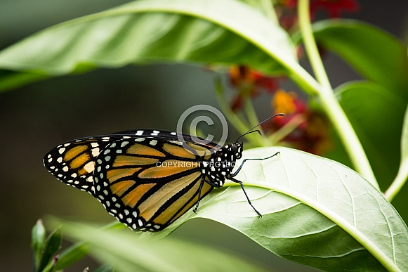 Monarch butterfly