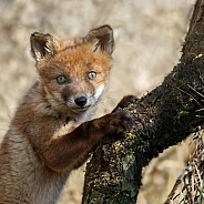 Red Fox Cub