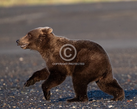 Running bear cub Running bear cub