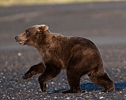 Running bear cub