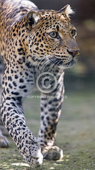 Leopard