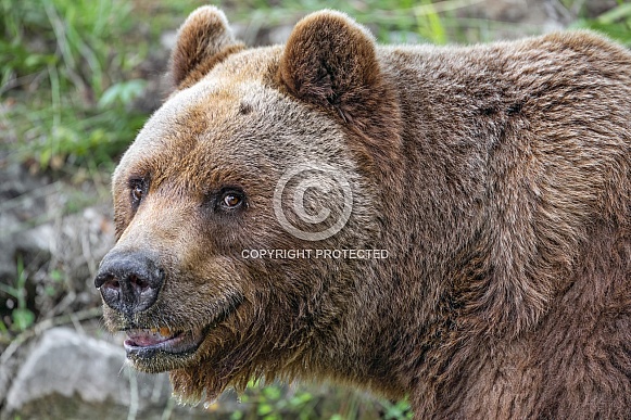Profile of a bear Profile of a bear