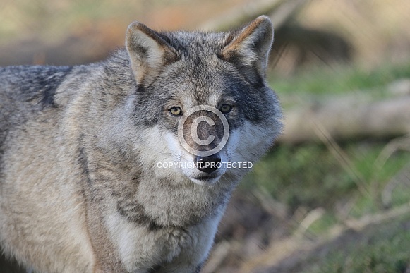 european wolf european wolf