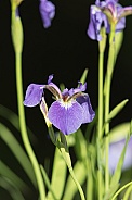 Wild Iris growing in Alaska