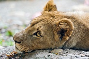 Young Lioness