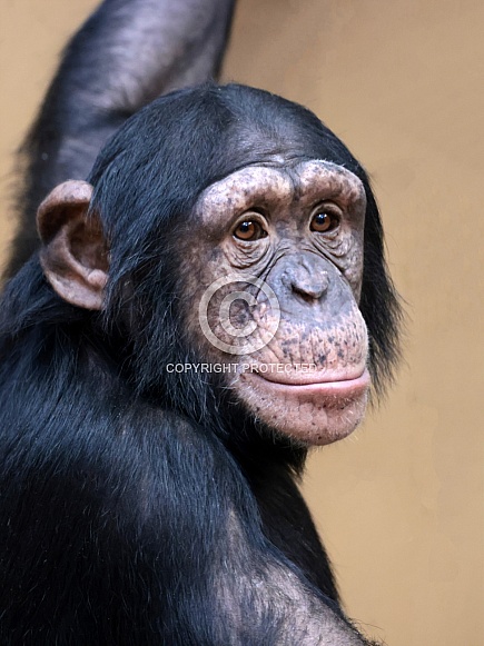 Chimpanzee (Pan troglodytes)
