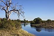 Flooded Savuti Channel - Botswana