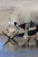 Black Rhinoceros - Etosha - Namibia