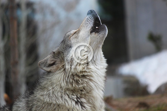 Yellowstone Timber Wolf Howling
