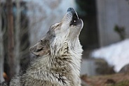 Yellowstone Timber Wolf Howling