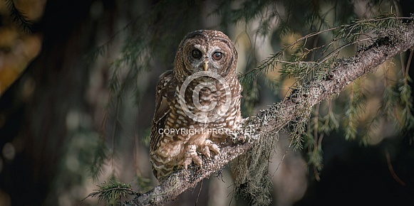 Northern Spotted Owl (Strix occidentalis caurina) Northern Spotted Owl (Strix occidentalis caurina)