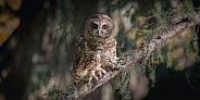 Northern Spotted Owl (Strix occidentalis caurina)