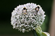 bee sucking pollen on white flower