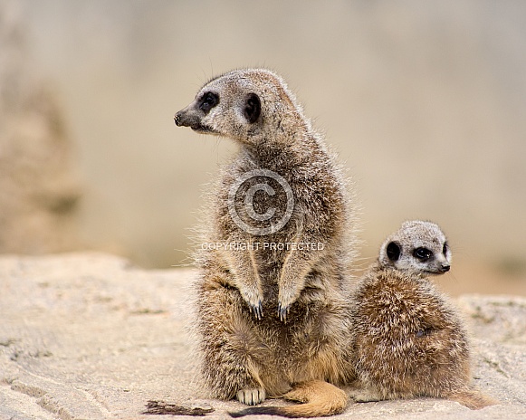 Meerkats Meerkats
