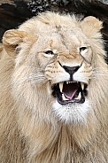 Young male lion (Panthera Leo)