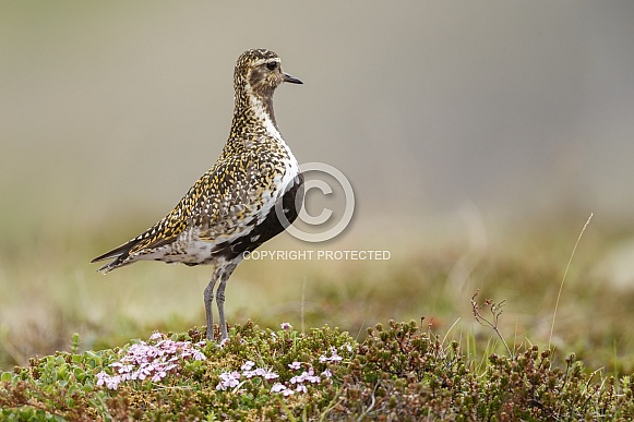 The European golden plover