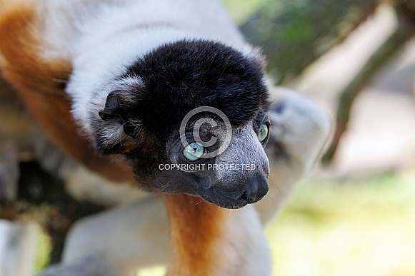 Crowned sifaka (Propithecus coronatus) Crowned sifaka (Propithecus coronatus)